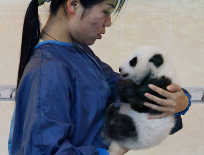 A Wolong employee checks on a young panda cub in the nursery