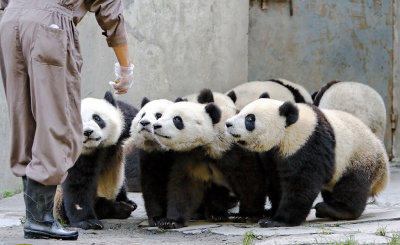 Panda cubs assemble for feeding time, Wolong