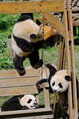 Panda cubs playing on a swing, Wolong, with one hanging by one paw!