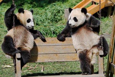 Two panda cubs sharing a swing, Wolong