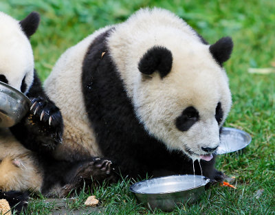 Panda cubs are messy eaters ...