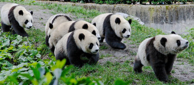 A group of panda cubs, Wolong