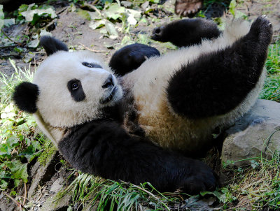 A panda cub preparing to roll backwards down a hill