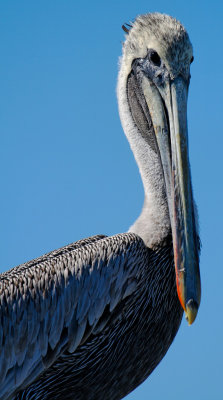 Brown Pelican, Destin Harbor