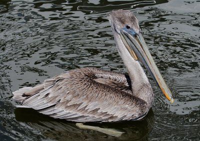 Brown Pelican, Destin Harbor