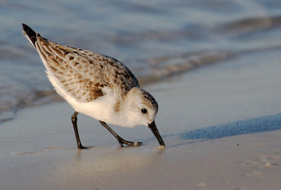 Sanderling, Miramar Beach