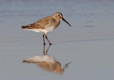 Dunlin, Miramar beach