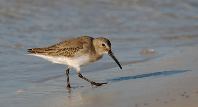 Dunlin