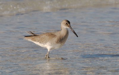 Willet, Miramar Beach