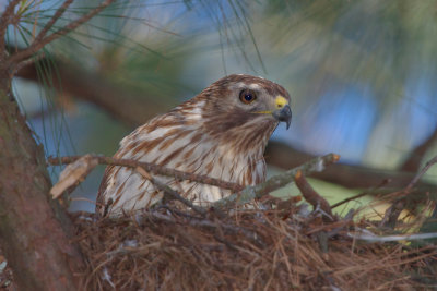 Nesting Female Red-shouldered Hawk, Mercer Wetlands