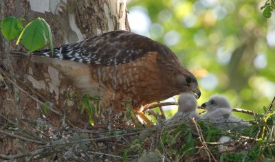 Red-shouldered Hawk with chicks, Cochran Shoals