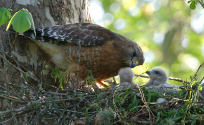 Red-shouldered Hawk with chicks, Cochran Shoals