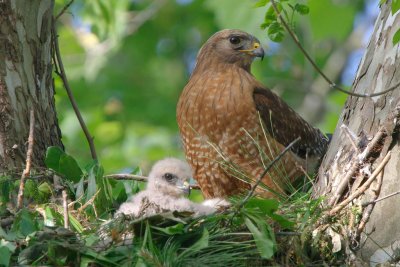 Red-shouldered Hawks and Chicks (updated 6-7-09)