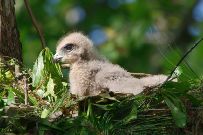 Red-shouldered Hawk chick, Cochran Shoals