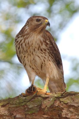 Immature Female Red-shouldered Hawk with food for chicks, Mercer Wetlands