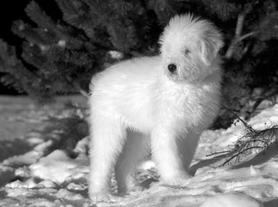 Bear - He is a 5 month old Komondor Puppy