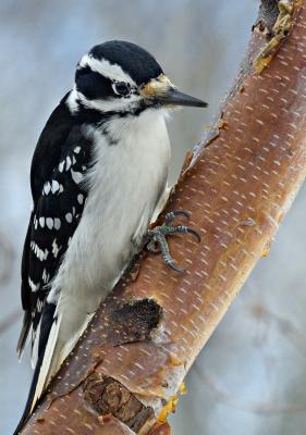Female Hairy Woodpecker