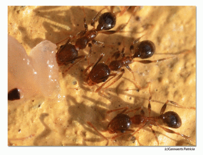 Buzzy ants