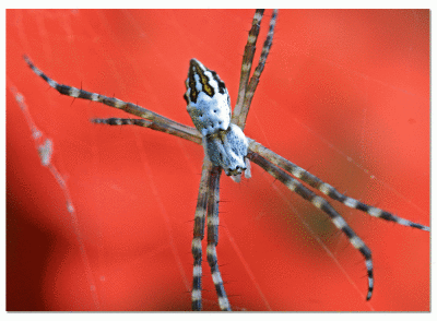 Caribbean spider