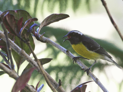 Caribbean bird