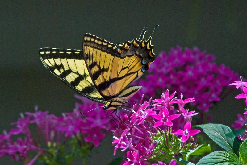 Yellow Tiger Swallowtail Butterfly