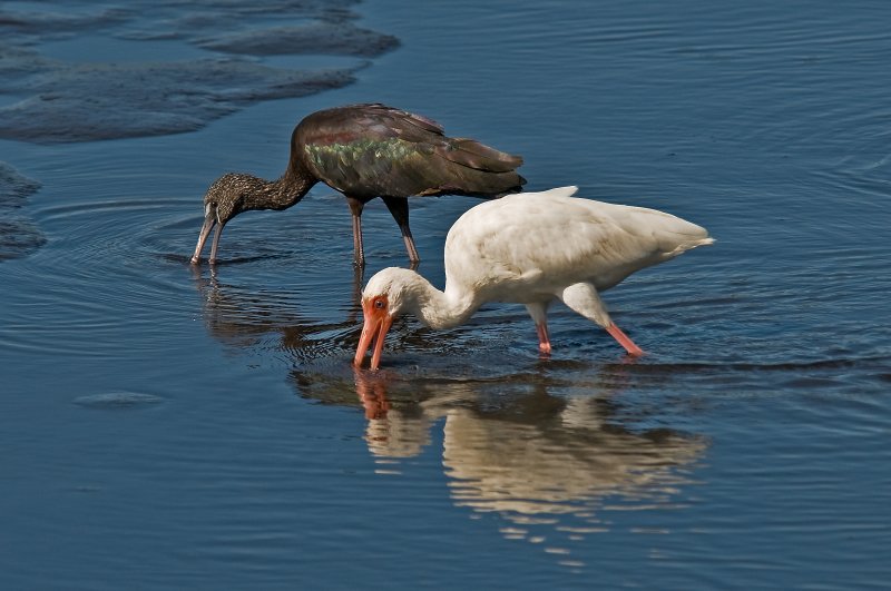 Ibis Working the Bottom Together