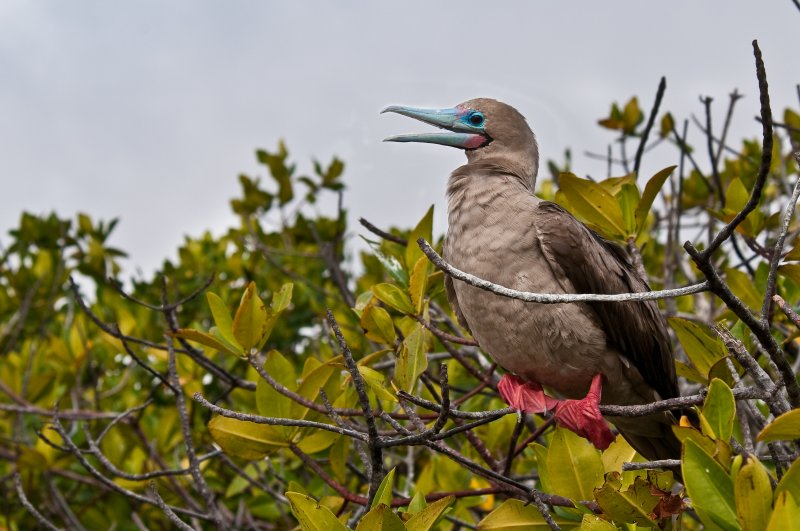 Red-footed Boobie