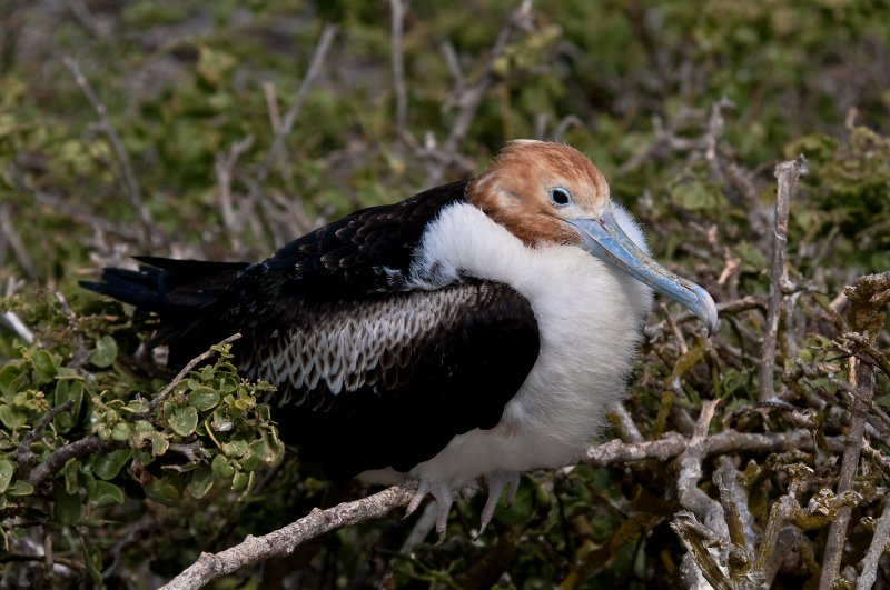 Frigatebird