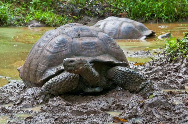 Galapagos Tortoise