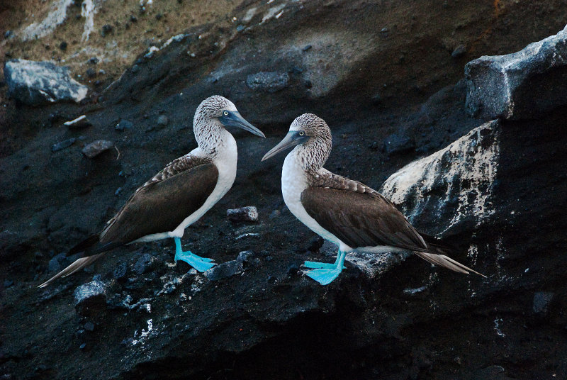 Blue-footed Boobies