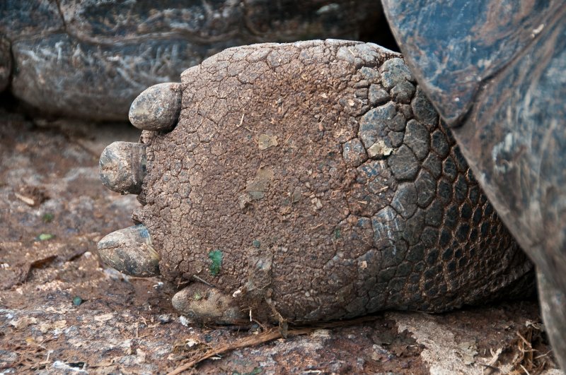 Galapagos Tortoise Foot