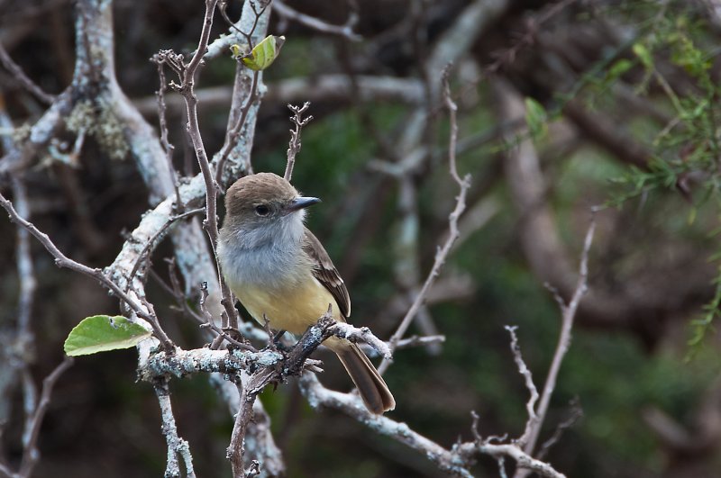 Flycatcher