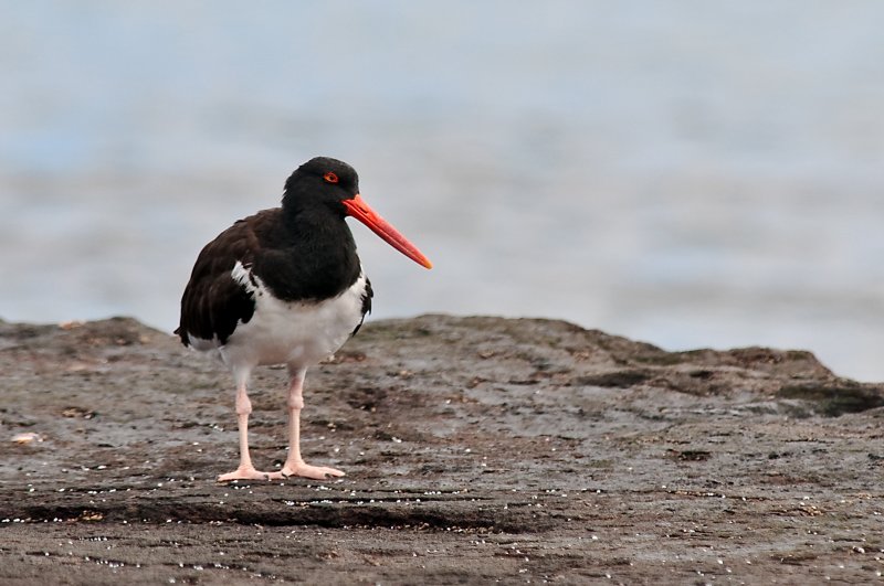 Oyster Catcher