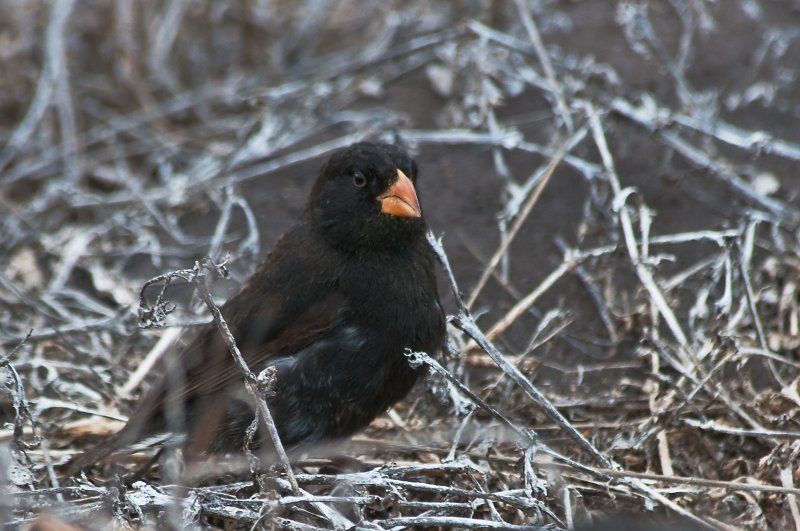 Large Ground Finch