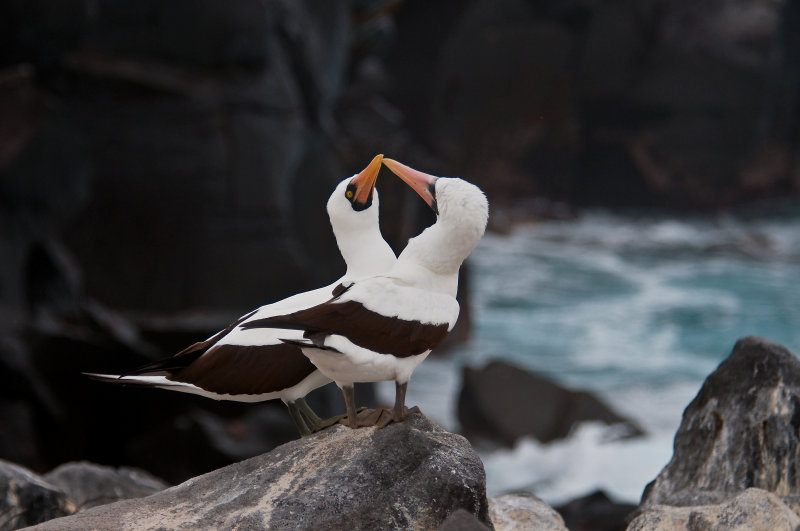 Masked Boobies