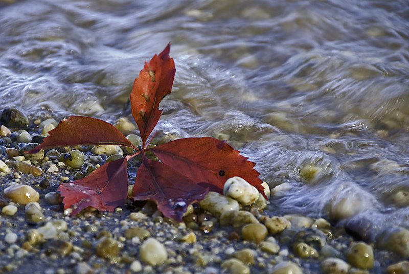 Leaf on Edge of Potomac River