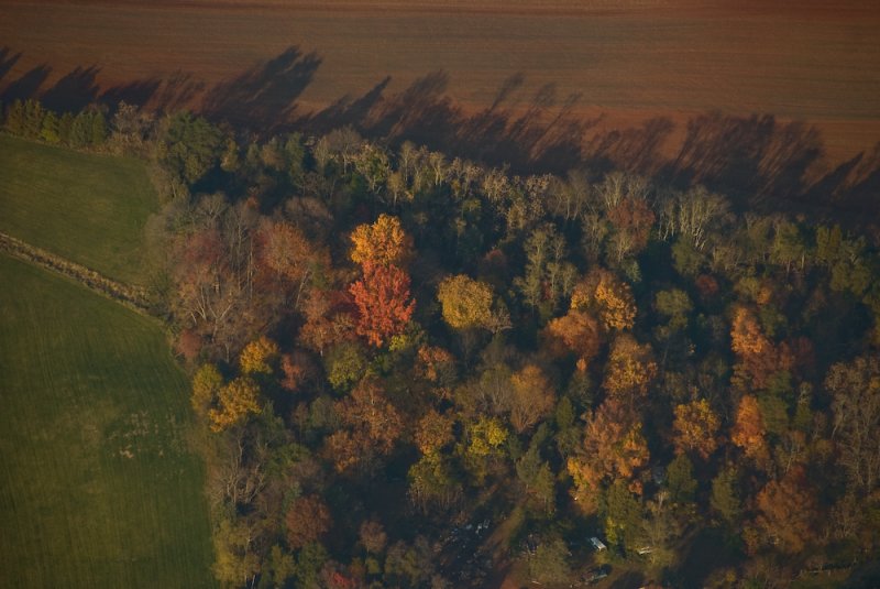 Fall Trees between Farm Fields