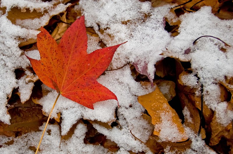 Fall Leaf and First Snow