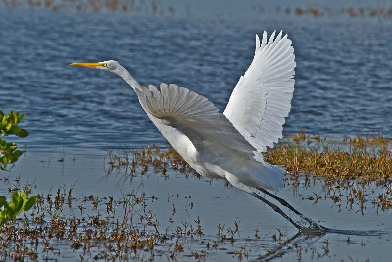 Great Egret