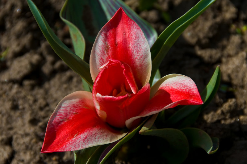 Tidal Basin Tulip