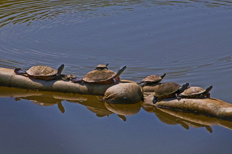 Turtles Sunning on Potomac