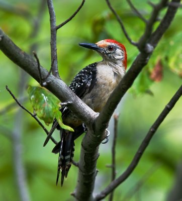 Red Bellied Woodpecker