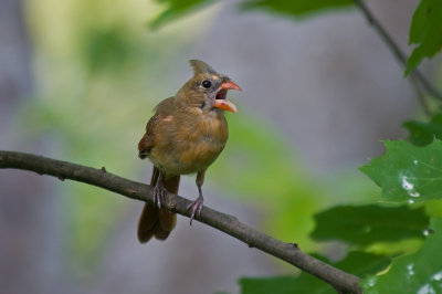Young Female Cardinal