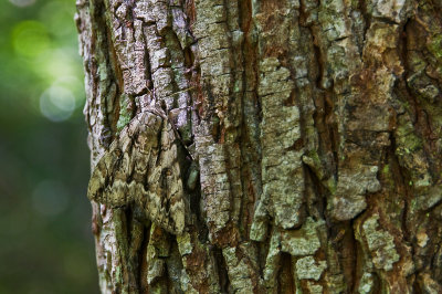 Moth on Tree