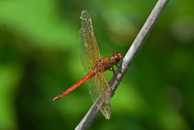 Red Dragonfly