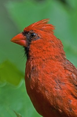 Young Cardinal