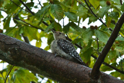 Young Red Bellied Woodpecker