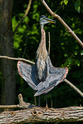 Blue Heron with Wings Inverted