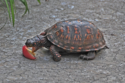 Eastern Box Turtle Eating a Peach