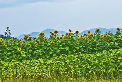Sunflowers with NC Mountains